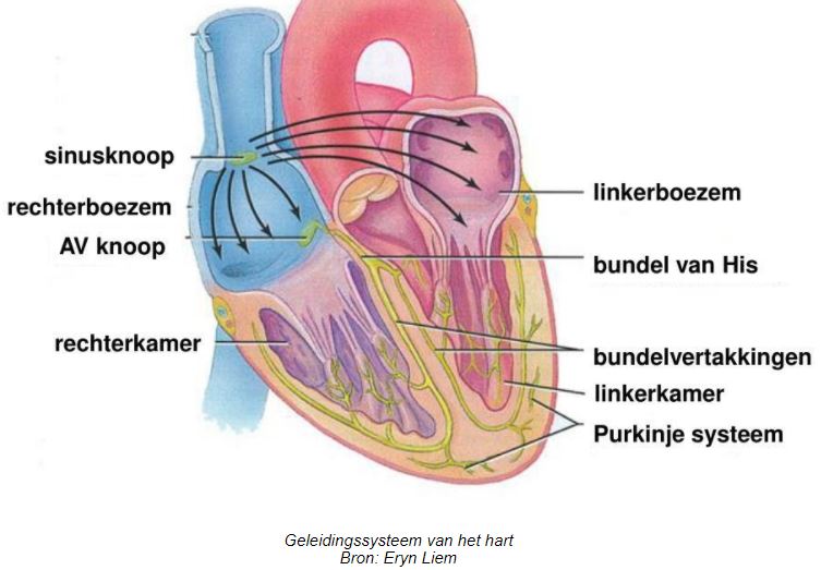 Cardiologie Anatomie Van Het Hart Proef Slim Academy